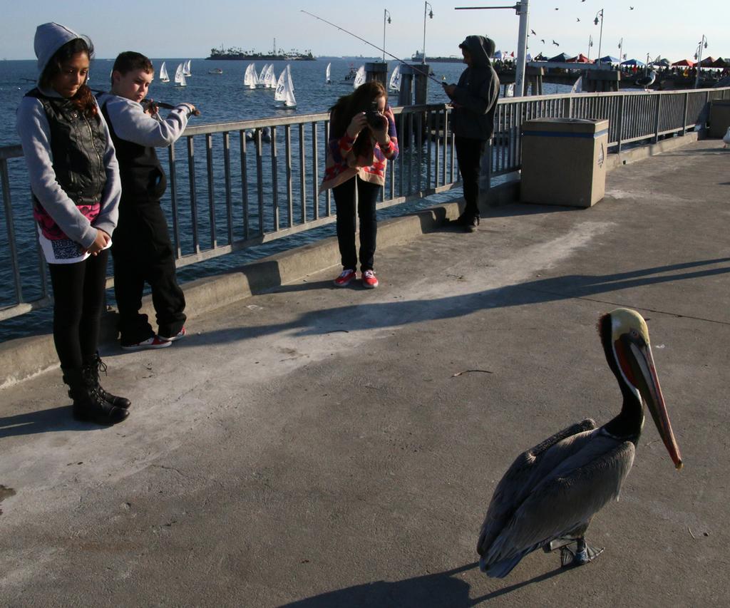 A pelican on the pier steals the show from the sailors - 30th Rose Bowl Regatta 2015 - Day one. © Rich Roberts